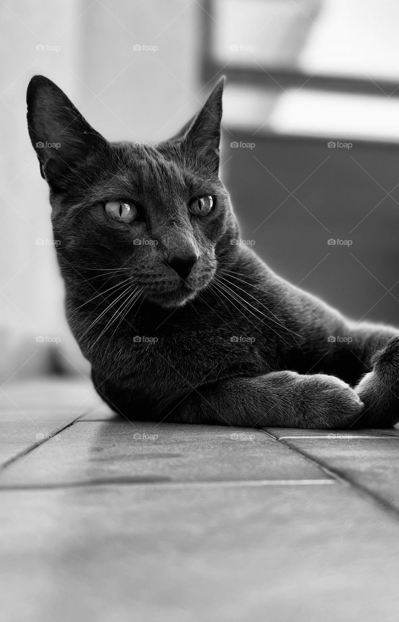 Photo of cat in black and white 