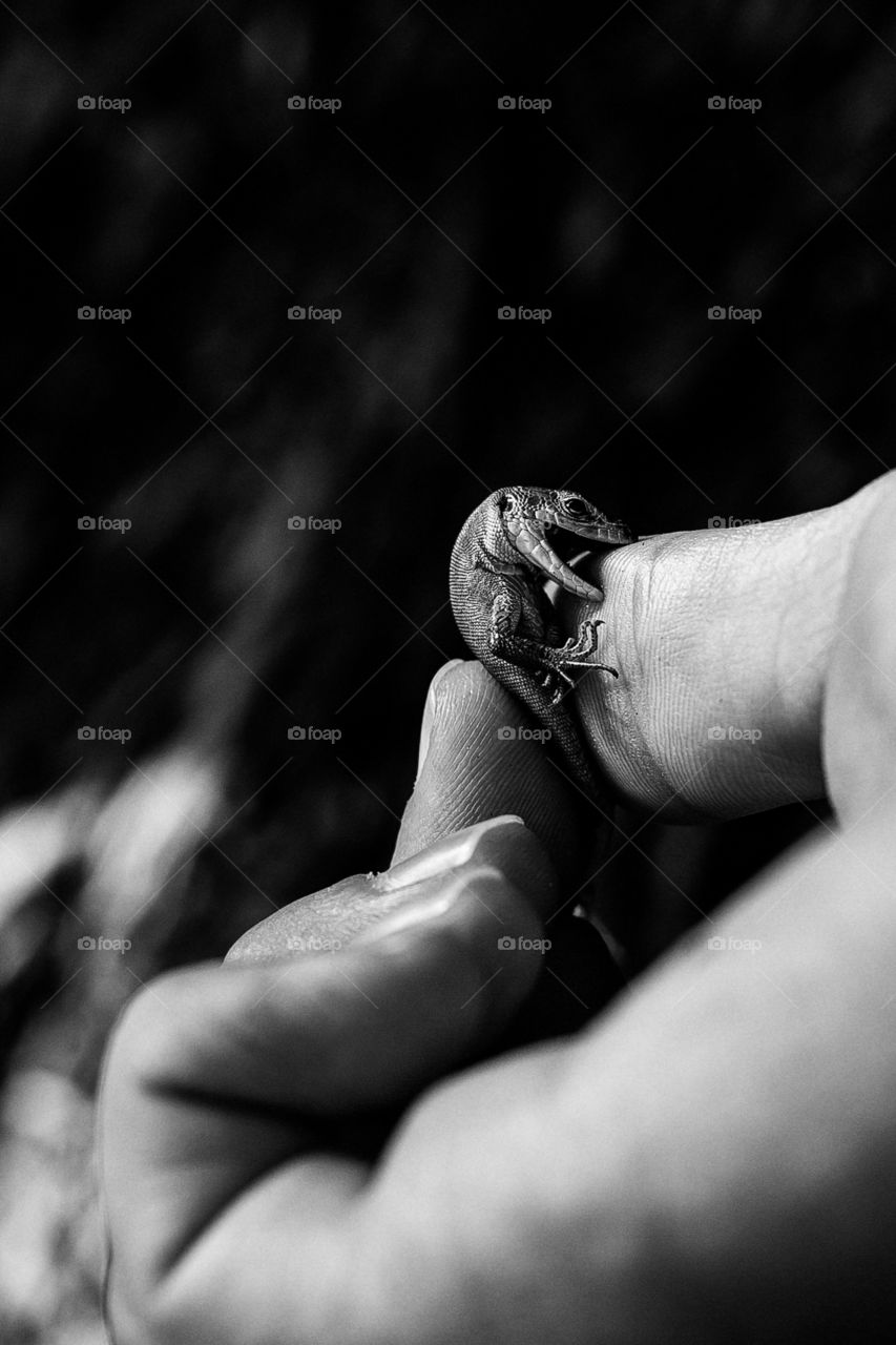 little lizard bites the hand