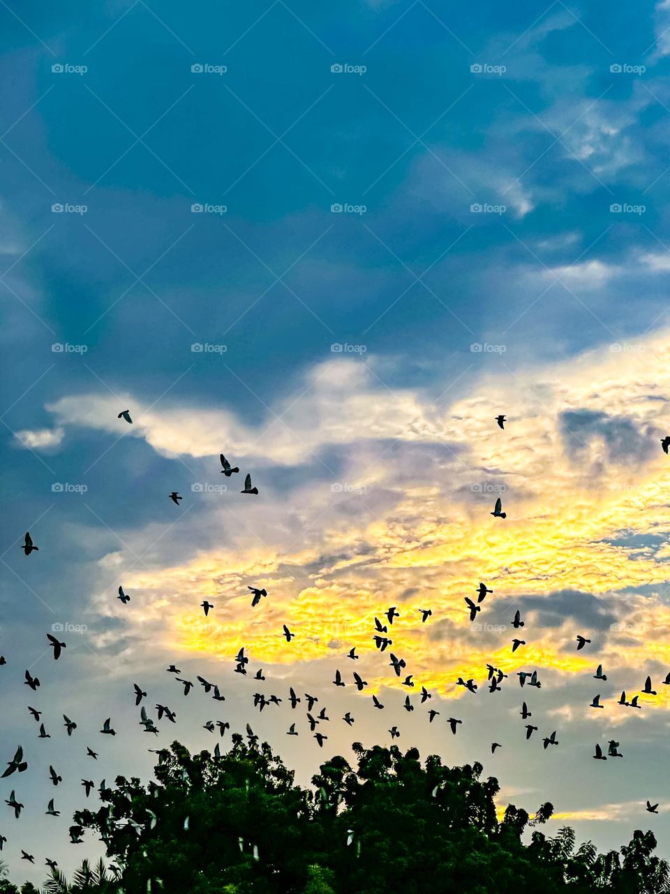 A fall sky, with birds flying at sunrise.