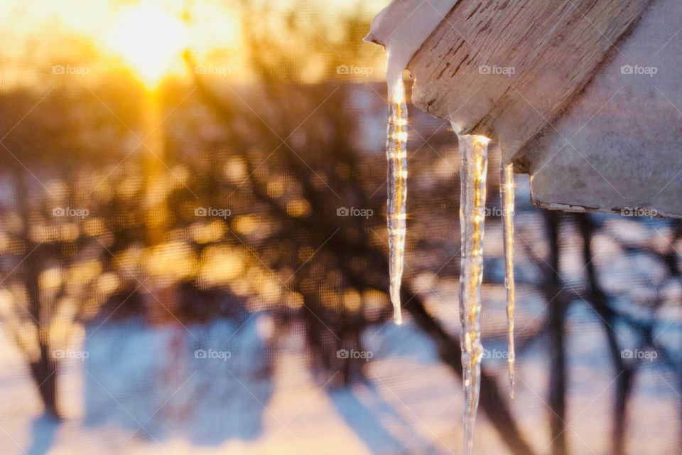 Icicles from a roof overhang against golden sunlight streaming over a snow-covered field, bare trees in blurred background 