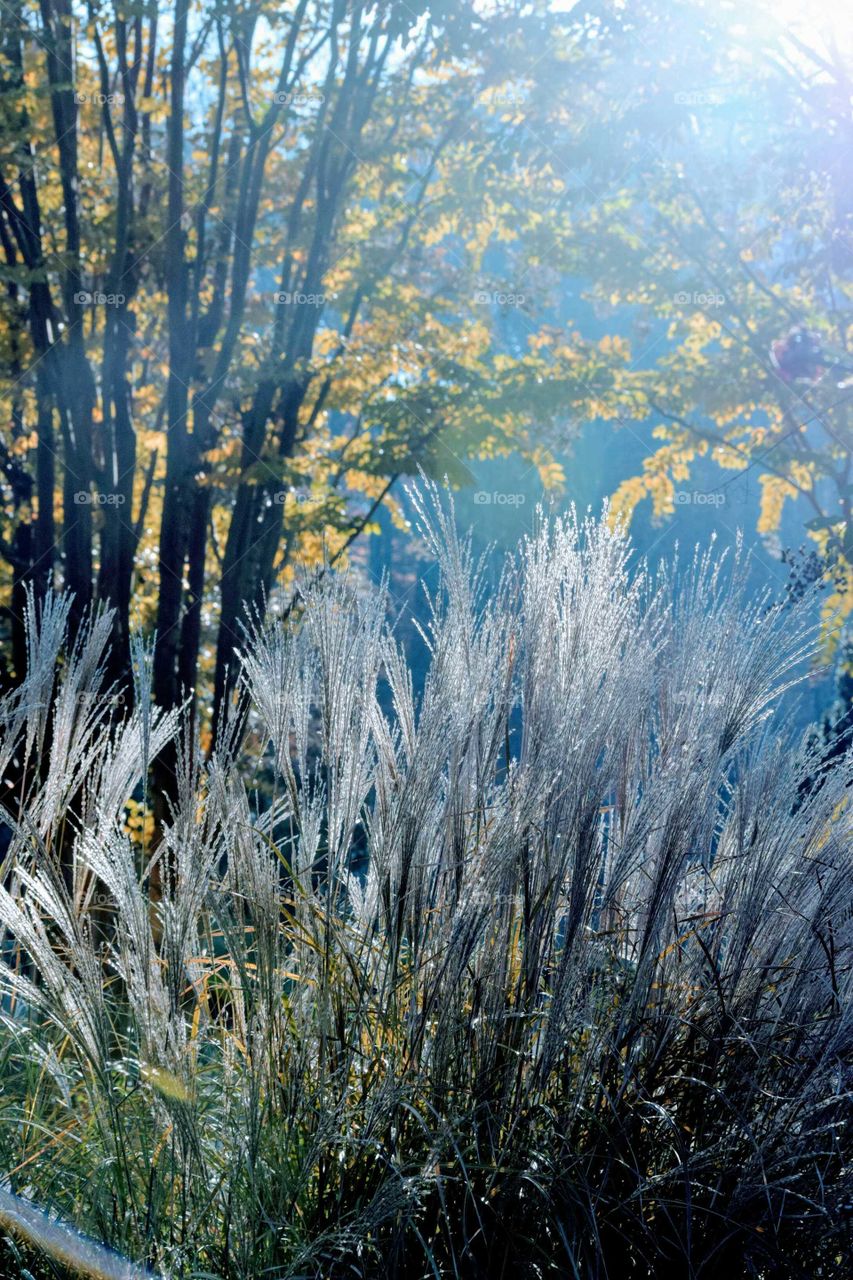 Morning sun on Autumn Plants