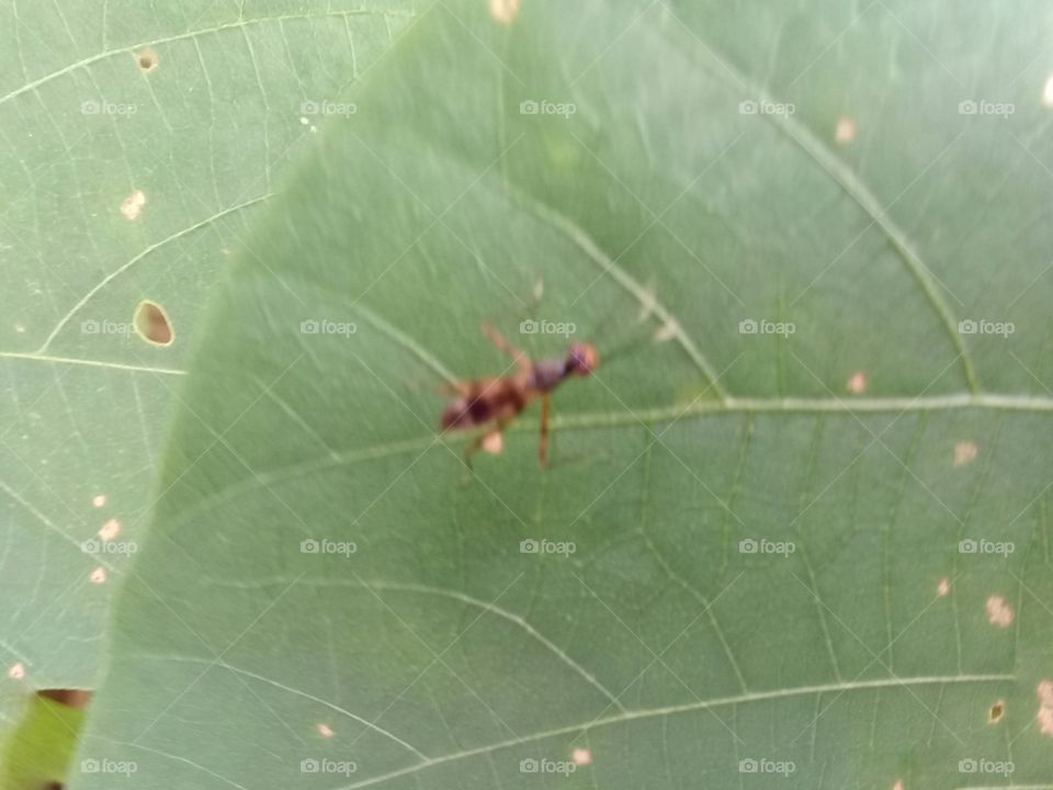 Pest-eating predators parasitoid chaetexorista javana