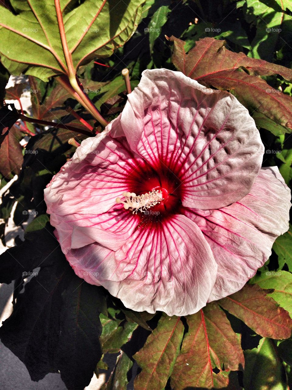 Details in pink. Pink flower