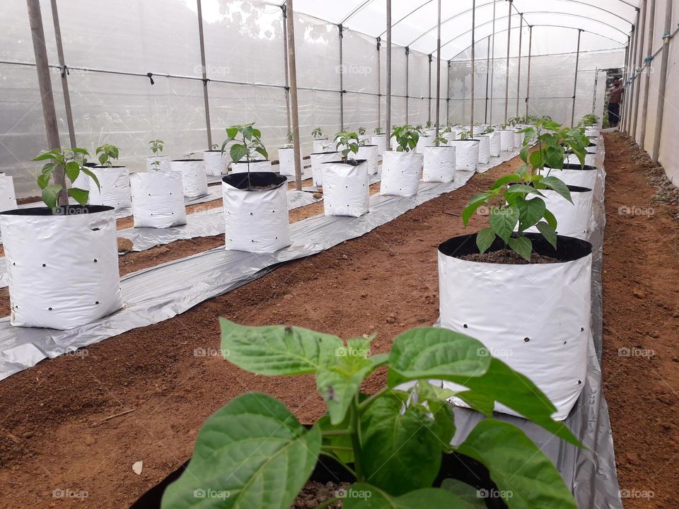 naturelove, plantation, beautiful, line , chilli nursery