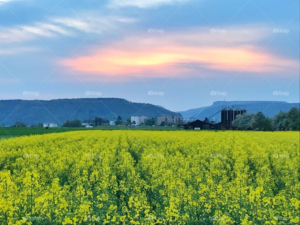 Yellow flowers field in Switzerland 