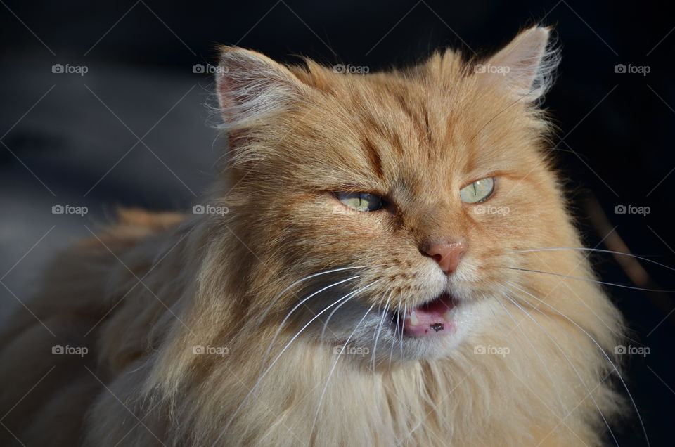 this photo taking in full action represents a beautiful red cat with clear eyes is moaning because he asks for hugs