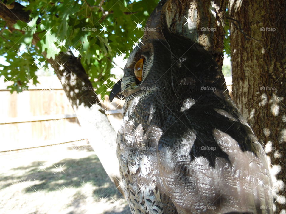 wise owl. This is another picture I took with my new Samsung camera. 👣 🚶 🏃 🔥 💨
