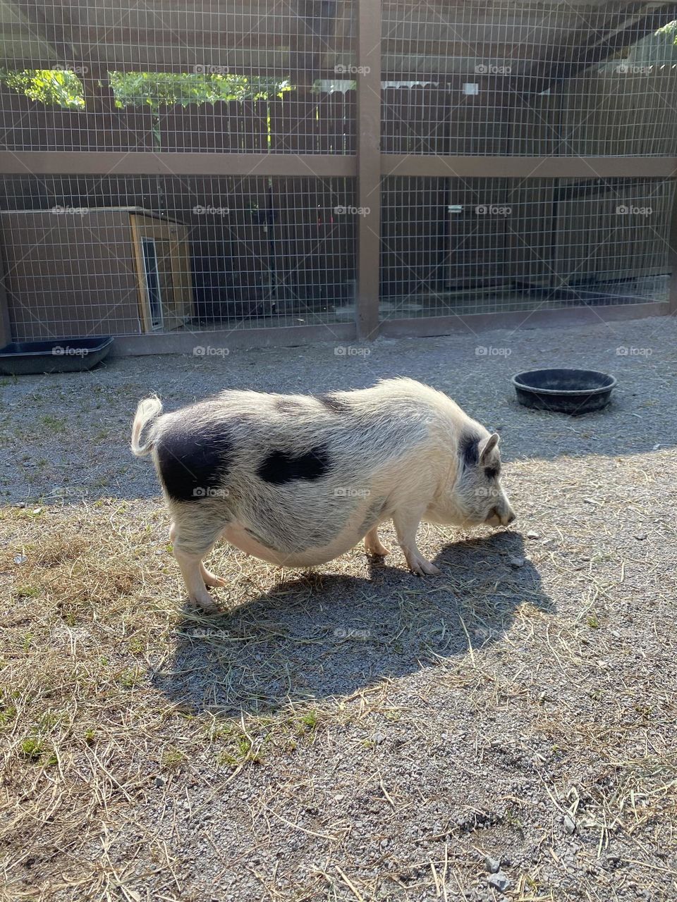 Pig at the Nashville zoo 
