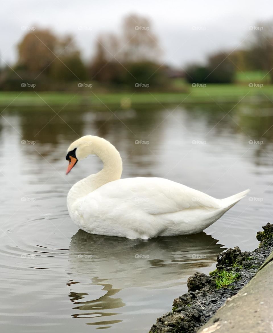 Swan Lake November 