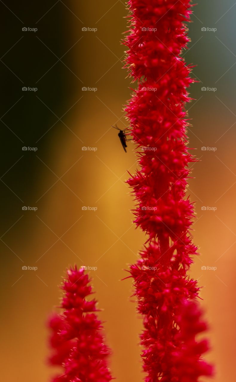 flower and insect of Nanu, Himachal Pradesh, India