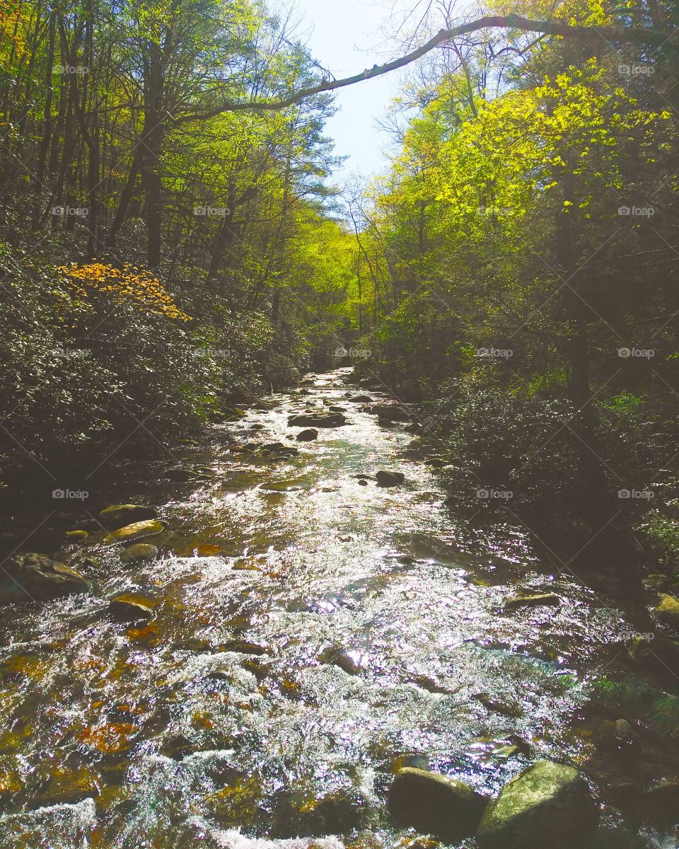 peaceful creekside on a beautiful sunny day in North Carolina.