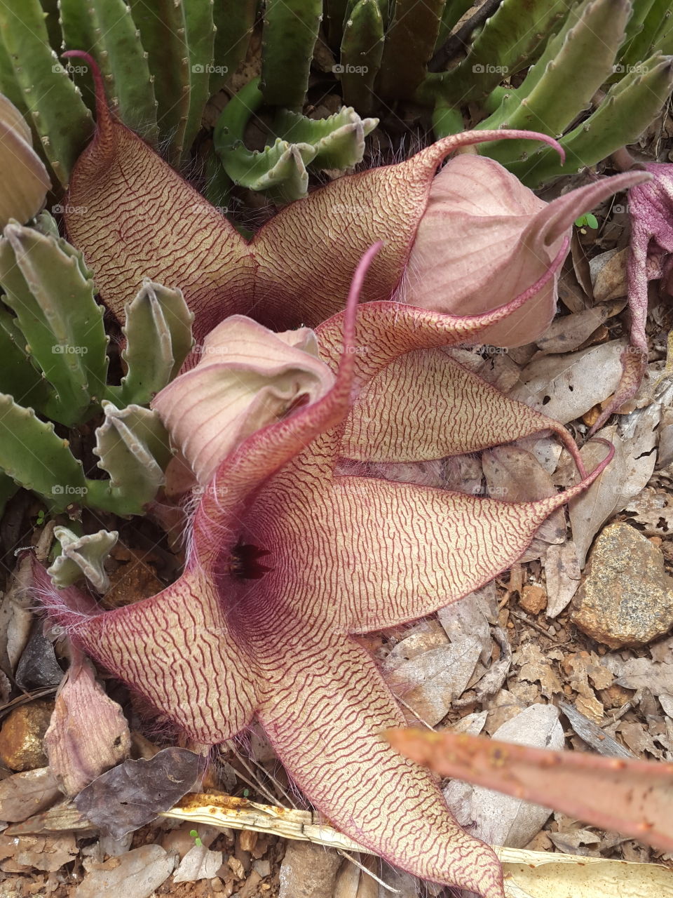 Foul smelling leathery cactus flowers attracting flies to spread the pollen