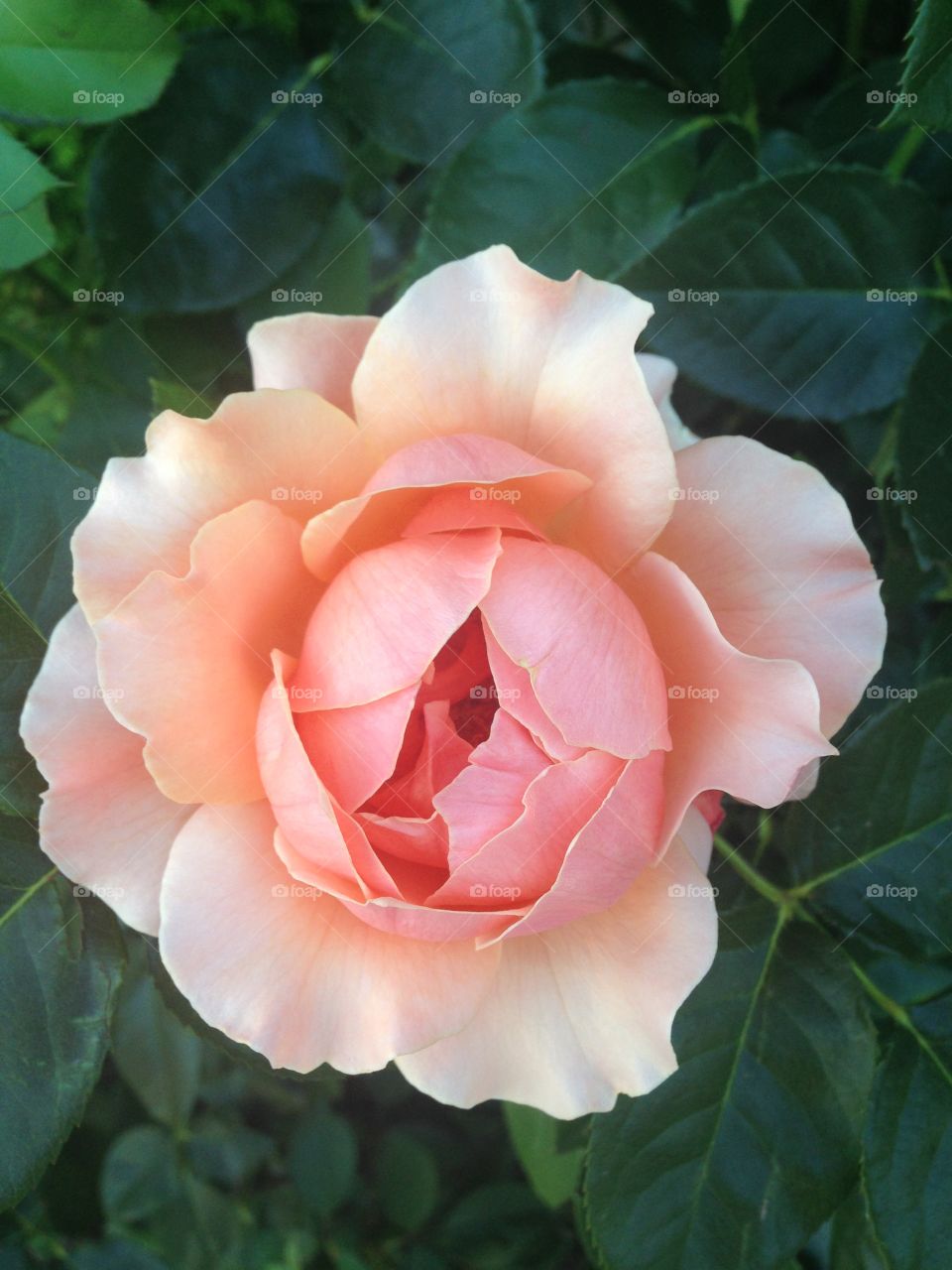 Peach rose