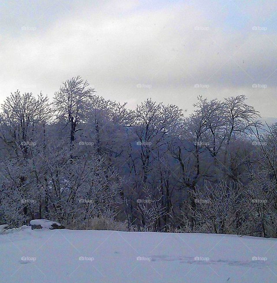 ice covered trees