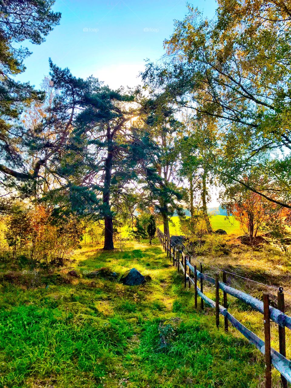 walk in the woods in the fall