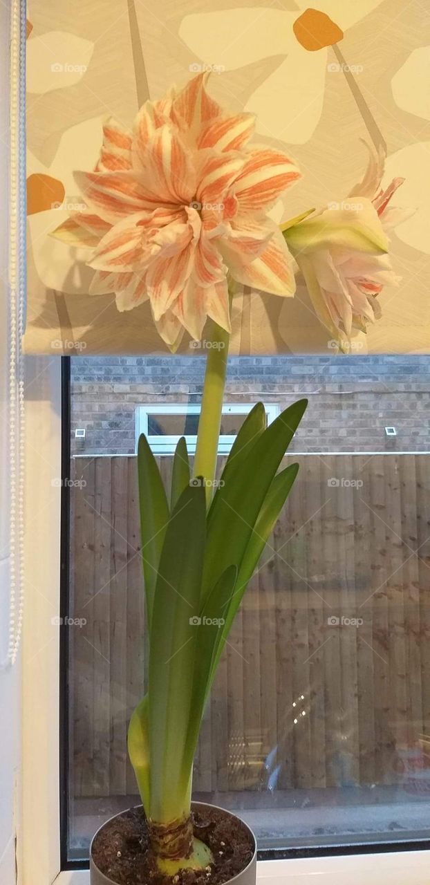 This beautif tulip flower blends well with the color our curtain