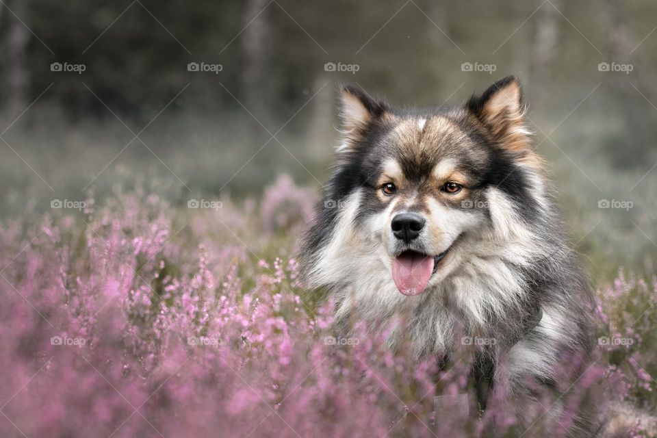 A dog among heather flowers
