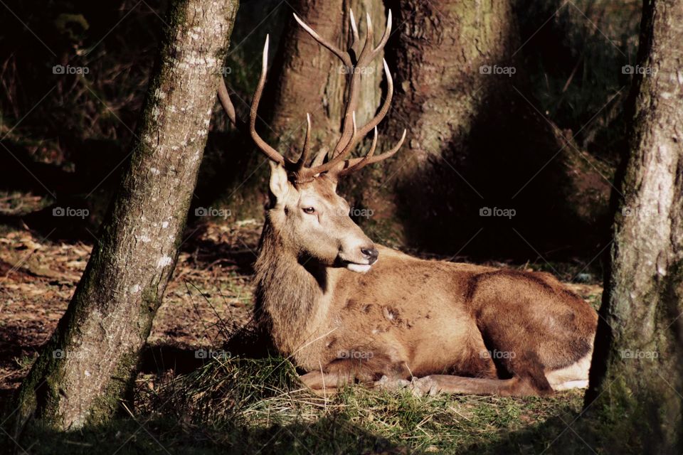 A deer catching the spring sun rays :)