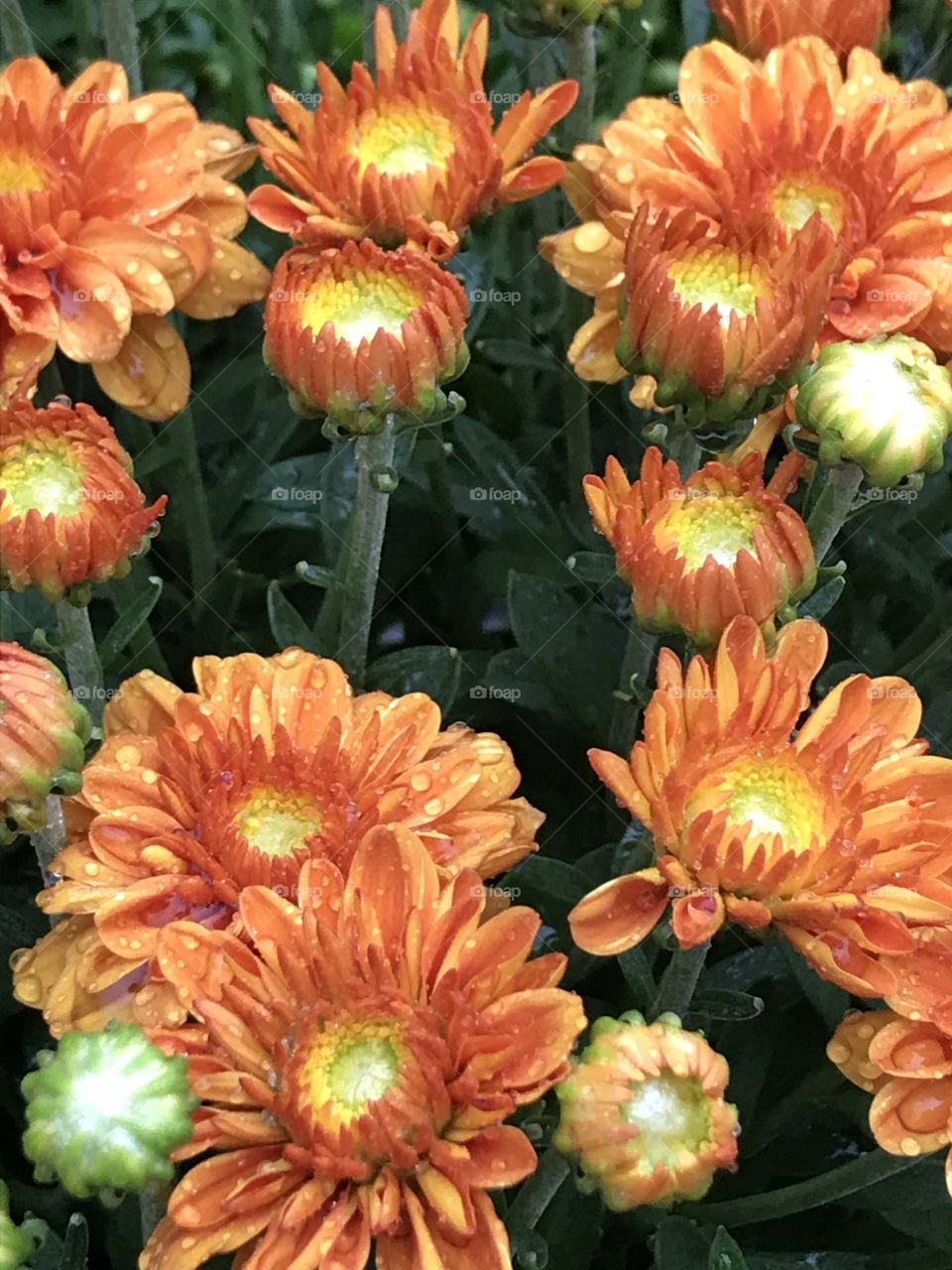 Bunch of orange flowers 