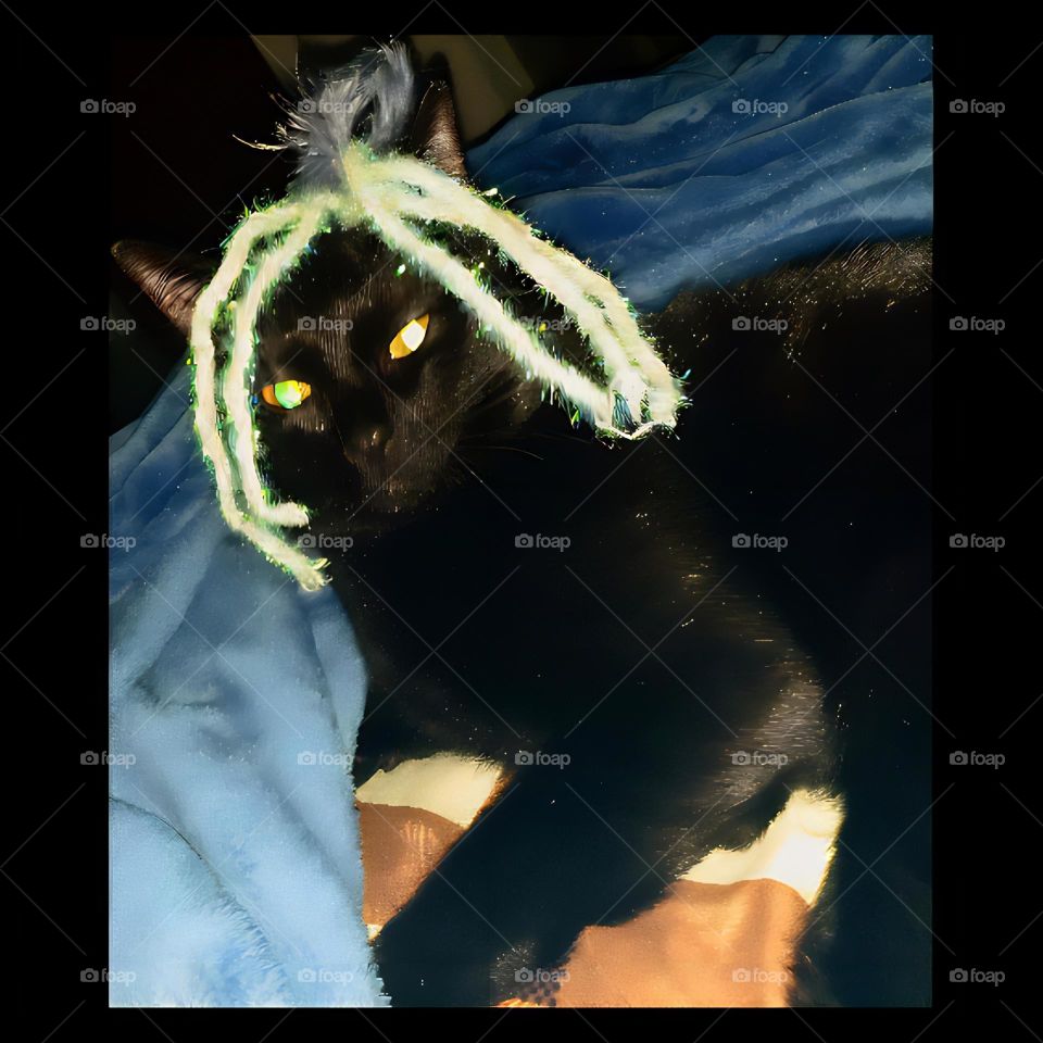 my cocoa ball of luv