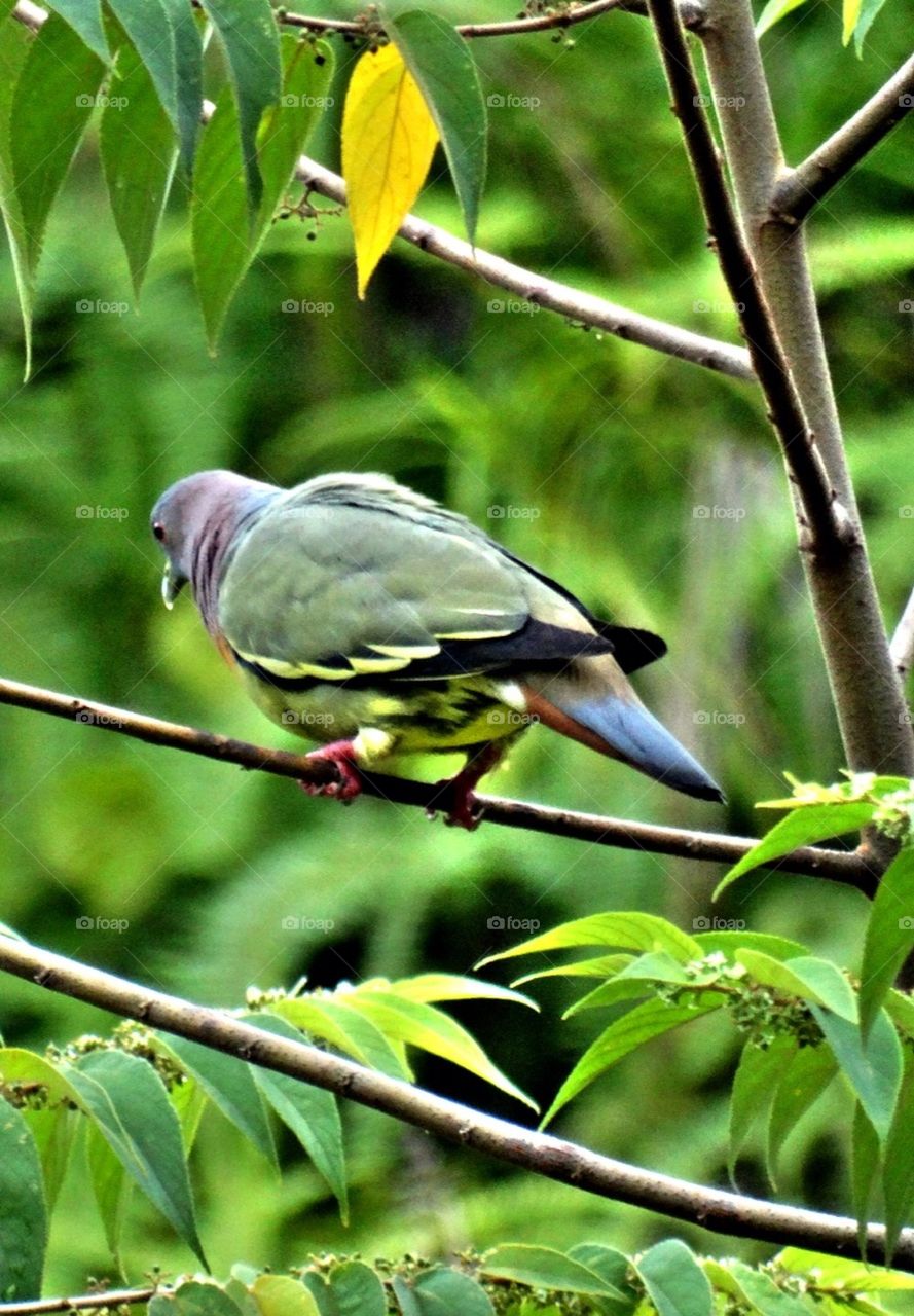Green pigeon perching on branch