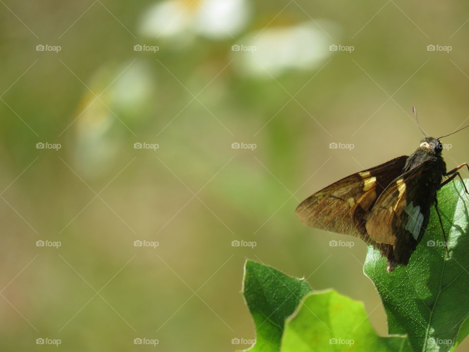 Silver-spotted skipper