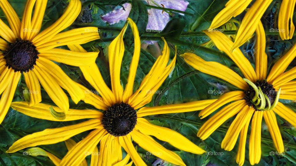 flowers garden yellow summer by chris7ben