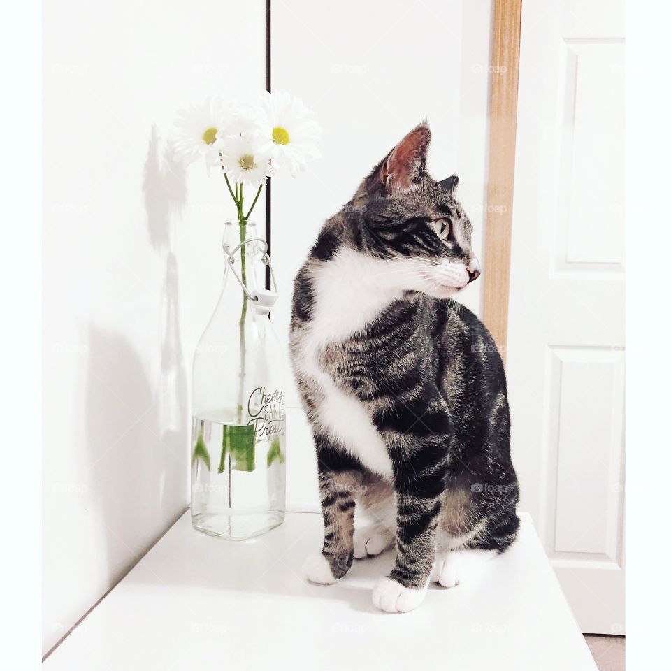 Cat and Flowers 