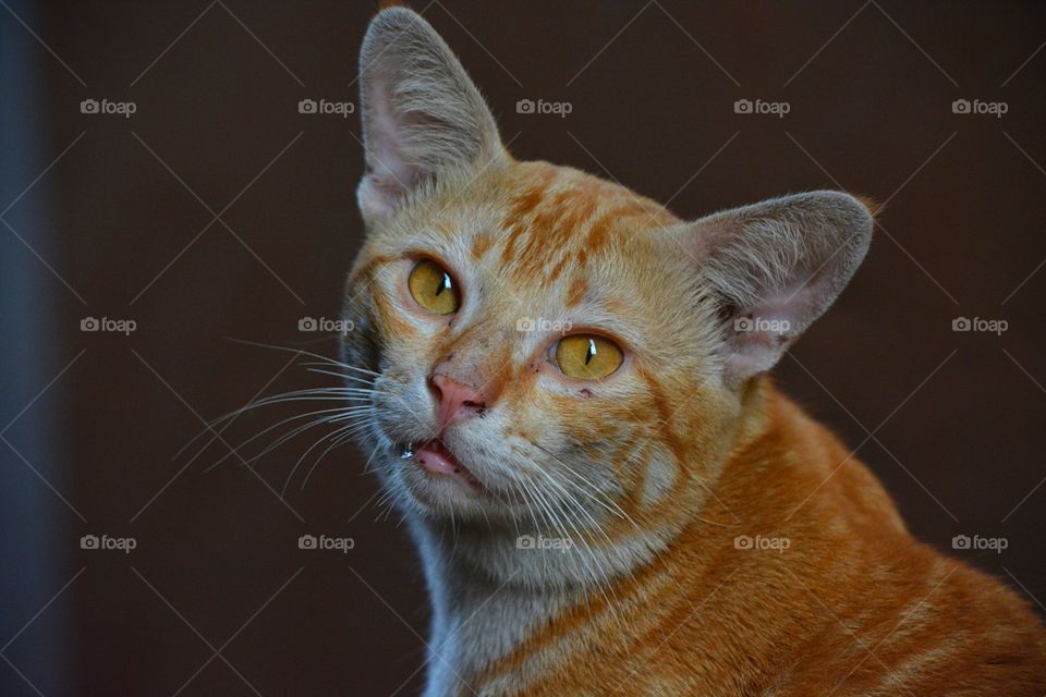 Cat, animal. Sadly intact eyes