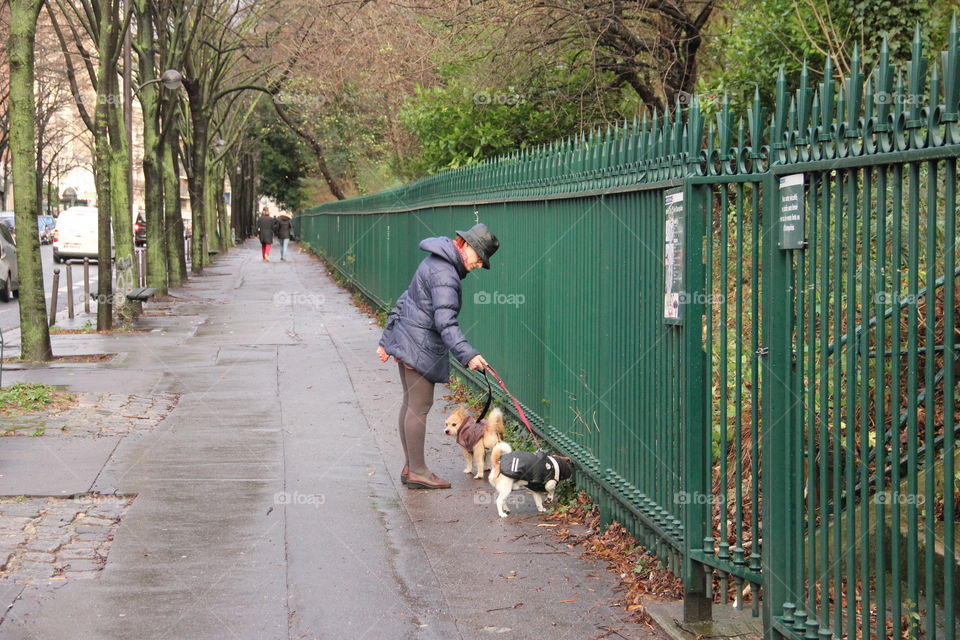 Woman walks with dogs in the park