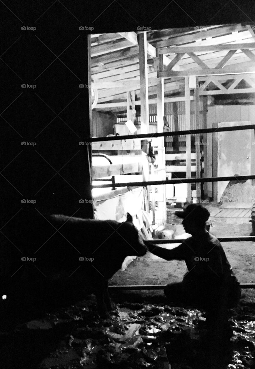 Barnyard buddy. Friendly calf comes up to barn during evening chores for a head rub. 