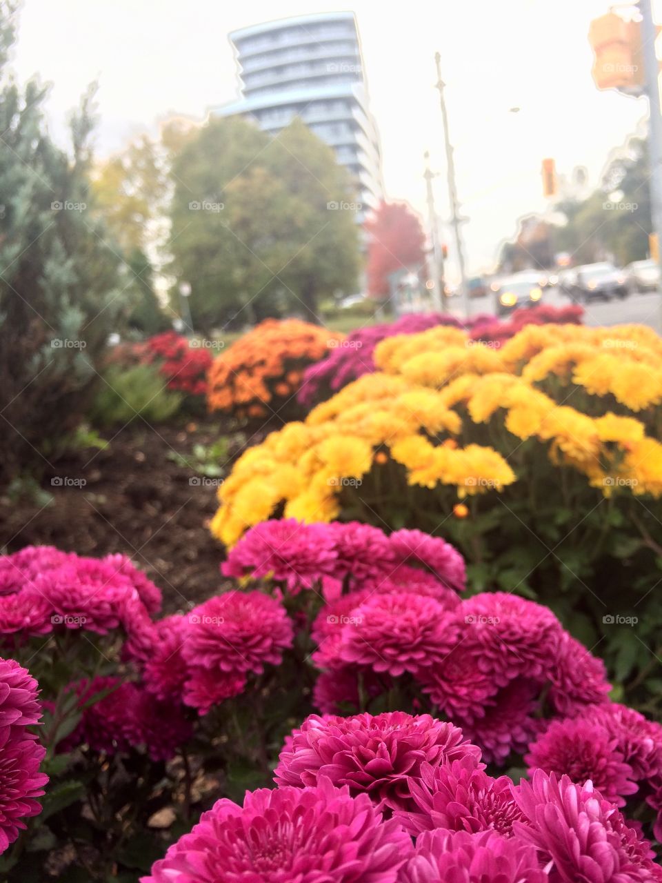 urban flowers in Toronto 