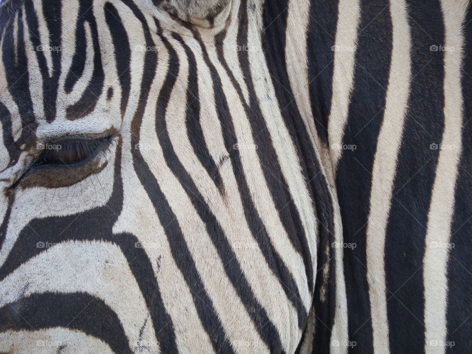 ZEBRAS STRIPES