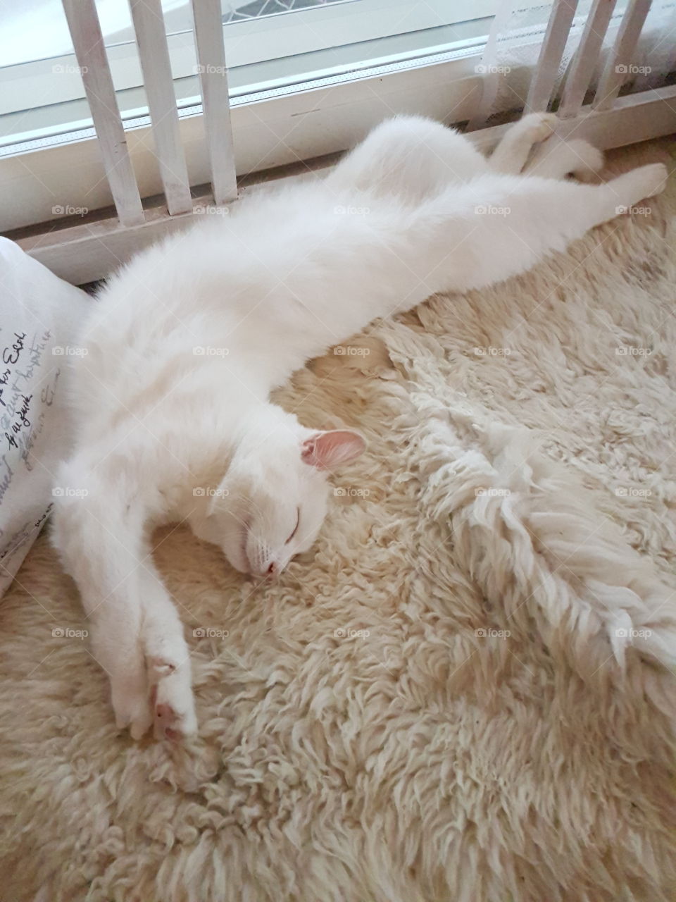 My cat is sleeping in funny pose