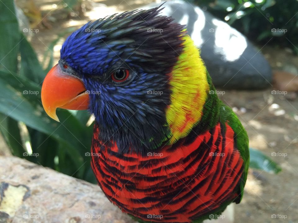 Extreme close-up of lorikeet