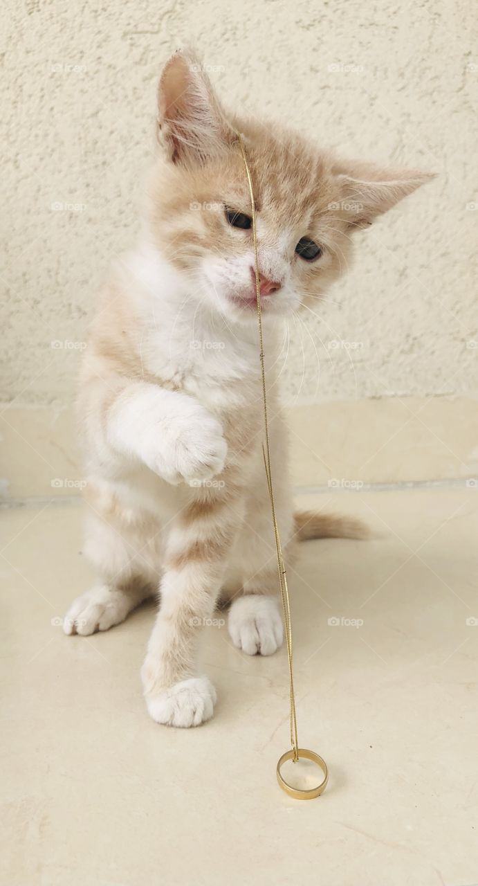 Cat playing with a ring necklace 