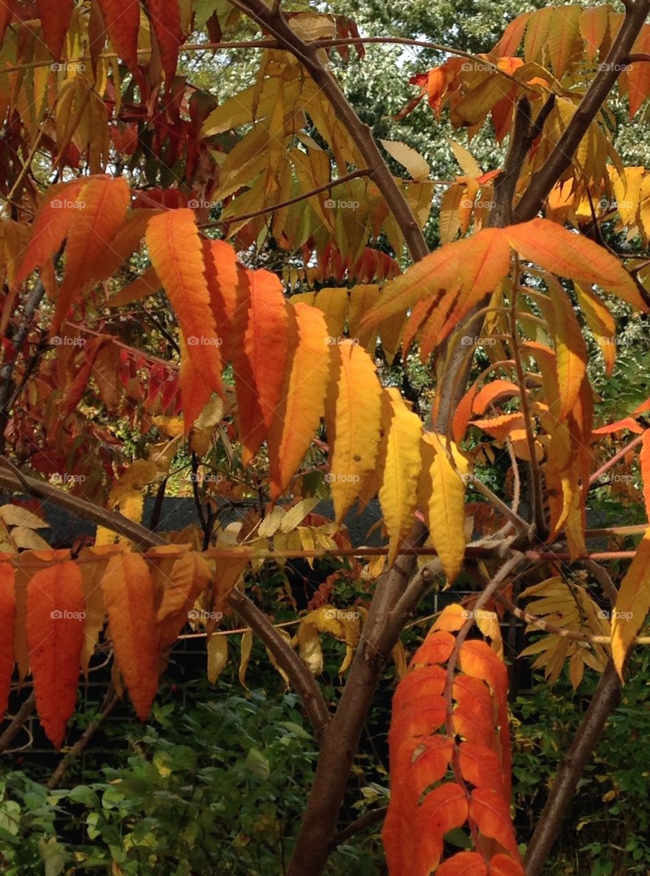 Fall leaves