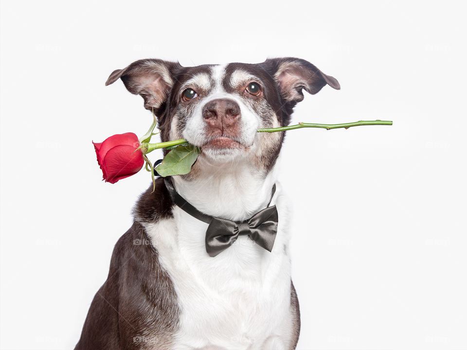 Dog with a red rose on his mouth