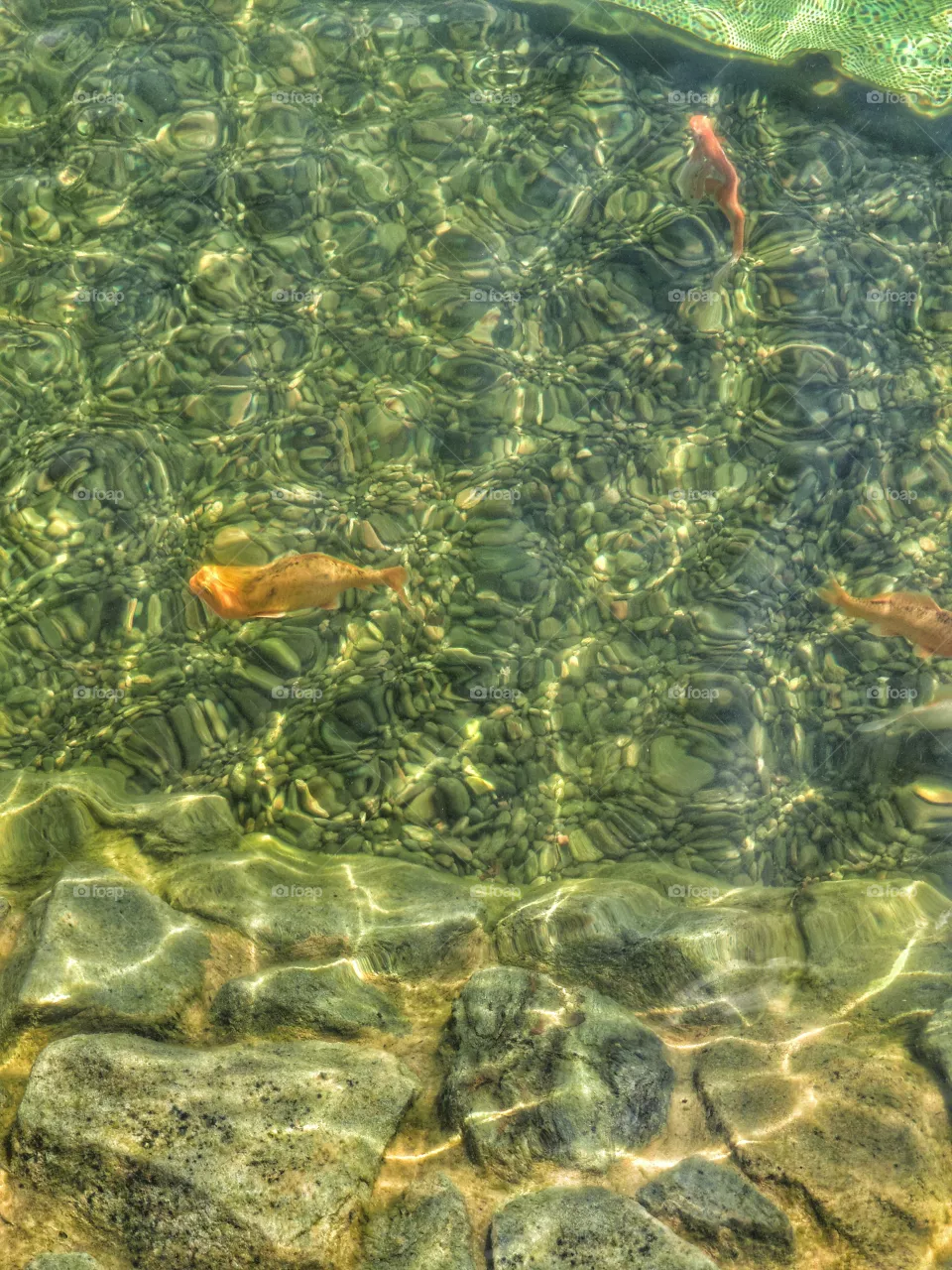 Goldfish