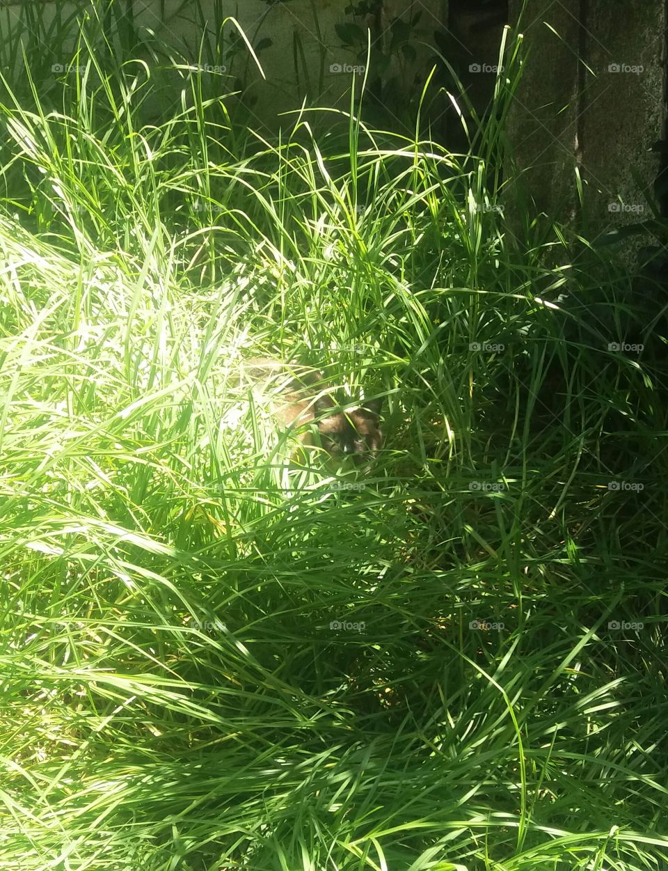 Cat in grass