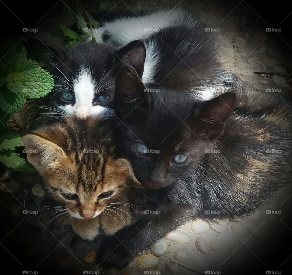 Three pretty little kittens
