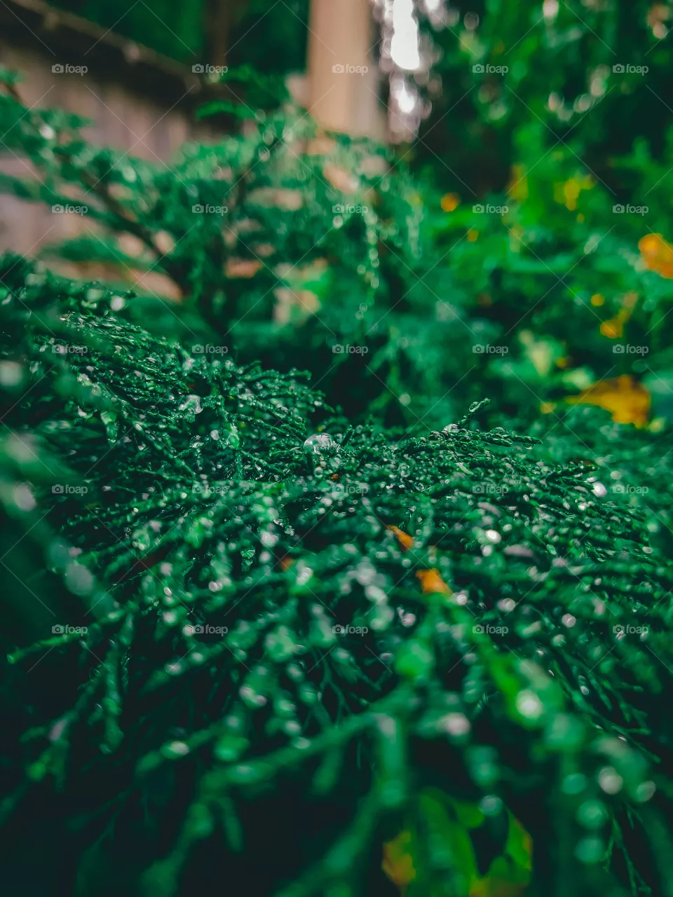 Branch in rain