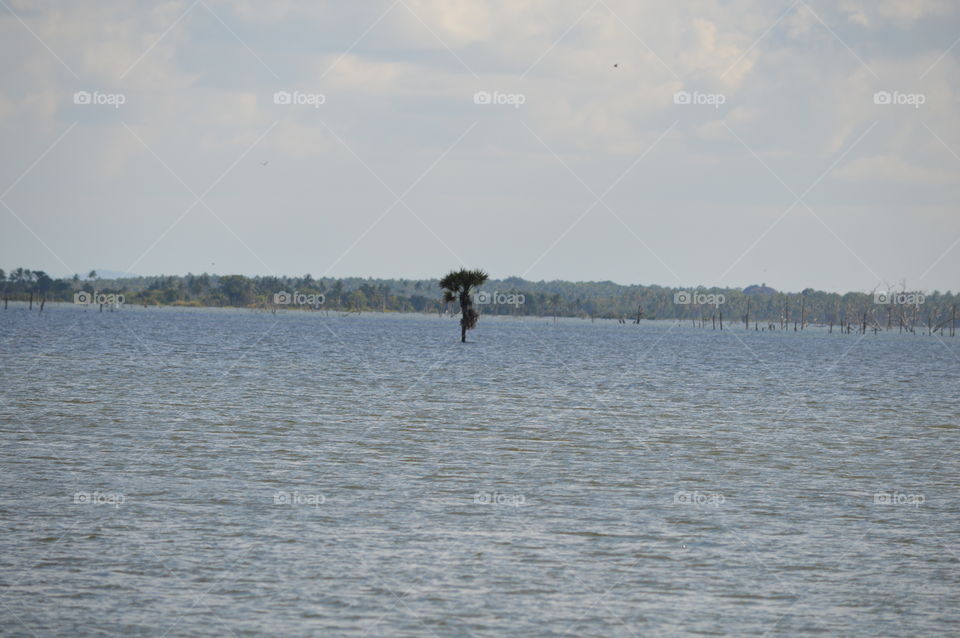 one tree in the lake