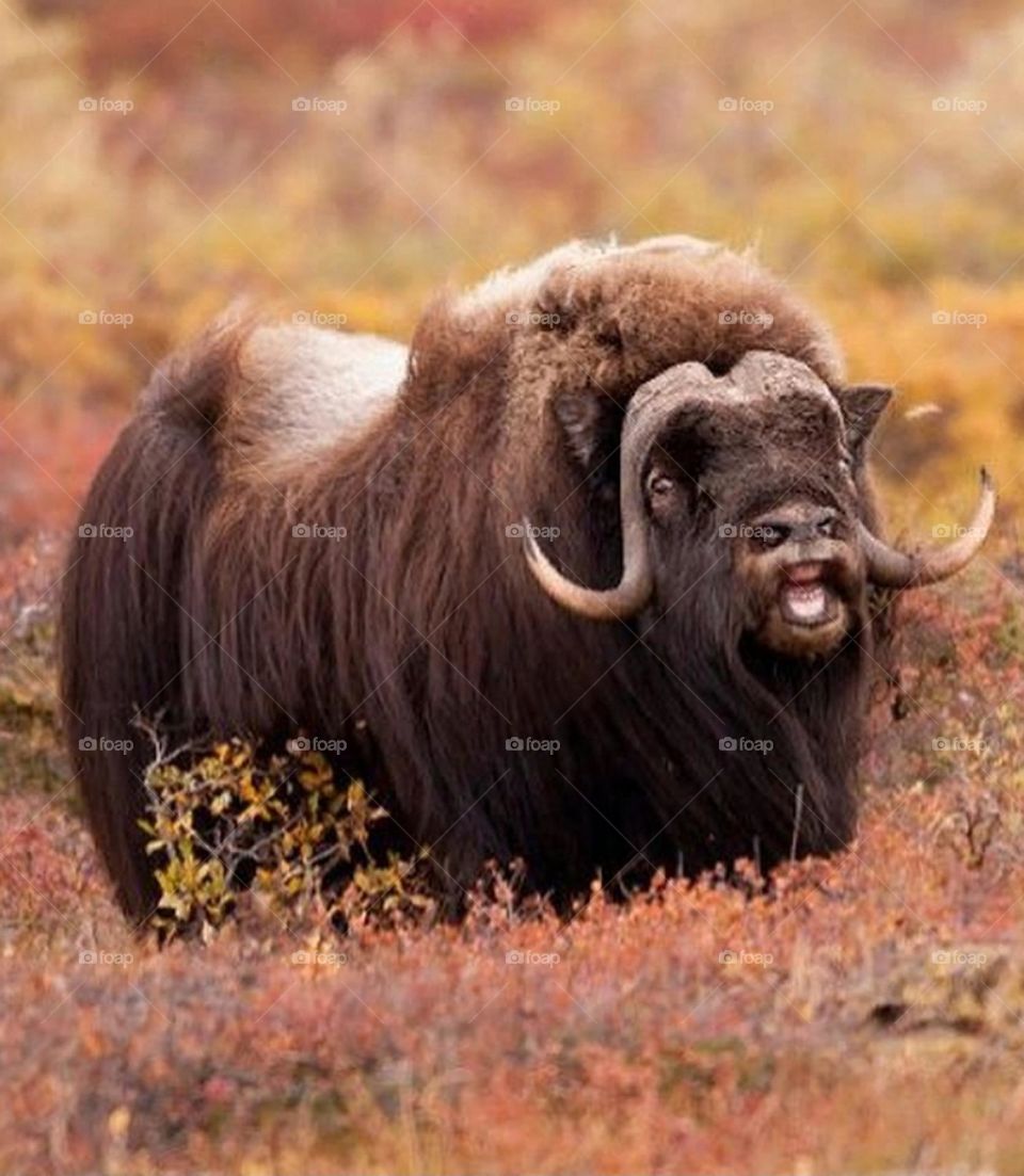 This is Sheeple,The Inuit indian call him the bearded man