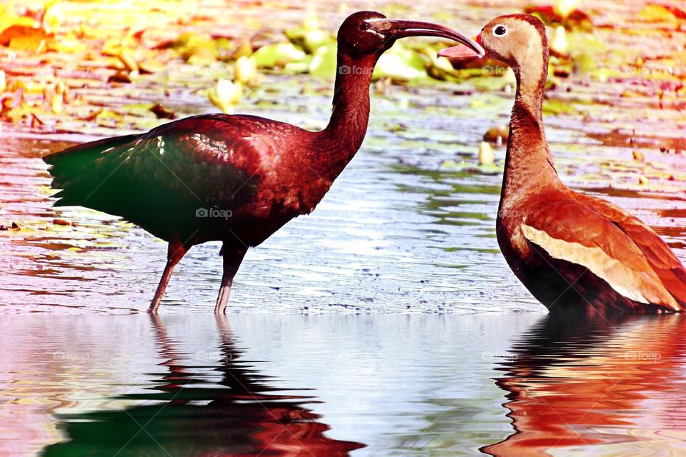 Glossy ibis and whistling duck. Glossy ibis and whistling duck