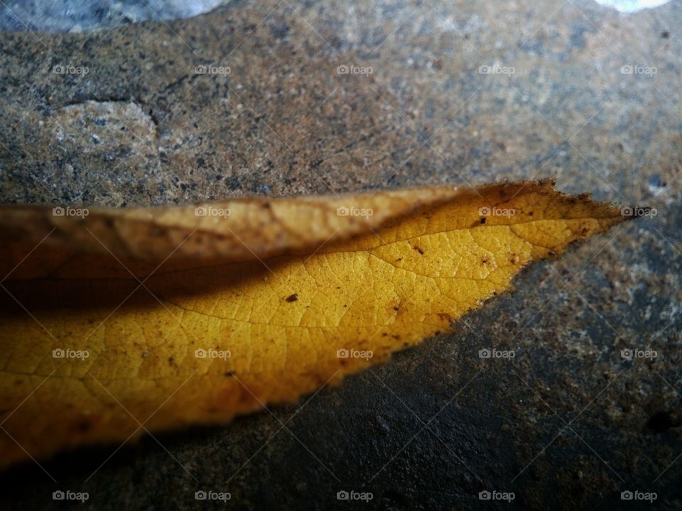 the leaves are yellow