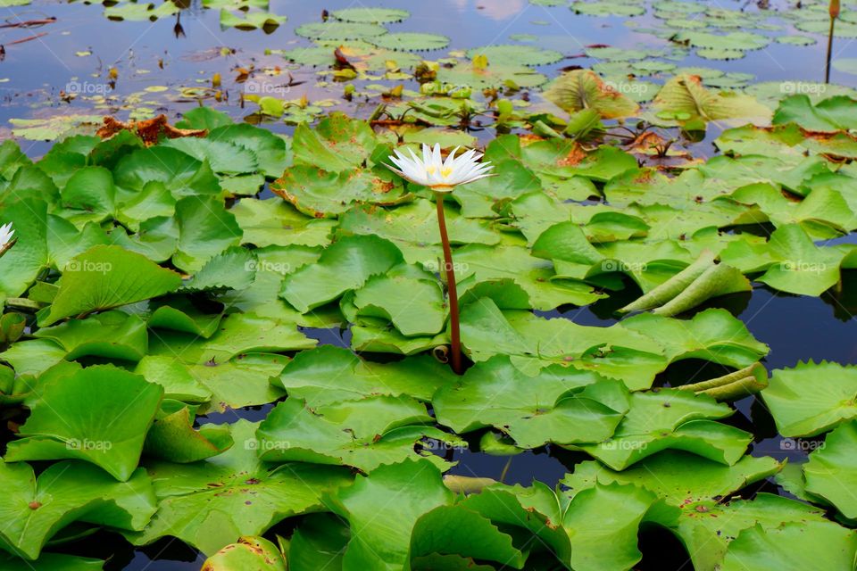 Lotus leaf ponds and lotus flowers arise on the water.