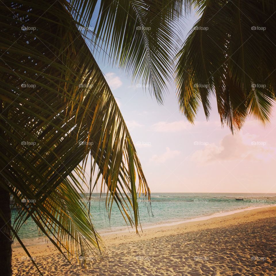 Palms in the tropics 
