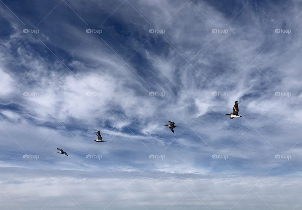 Four pelicans flying against streaky clouds in blue sky 