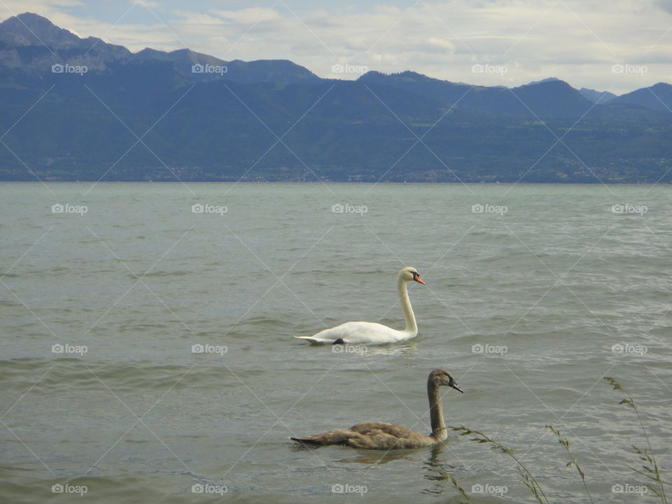 Swans